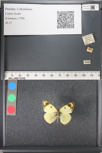 Media type: image;   Entomology 124668